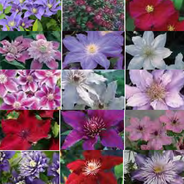 Donahue's Clematis 2.5 Inch Pot "The Premium Collection" - 50 pots per pack