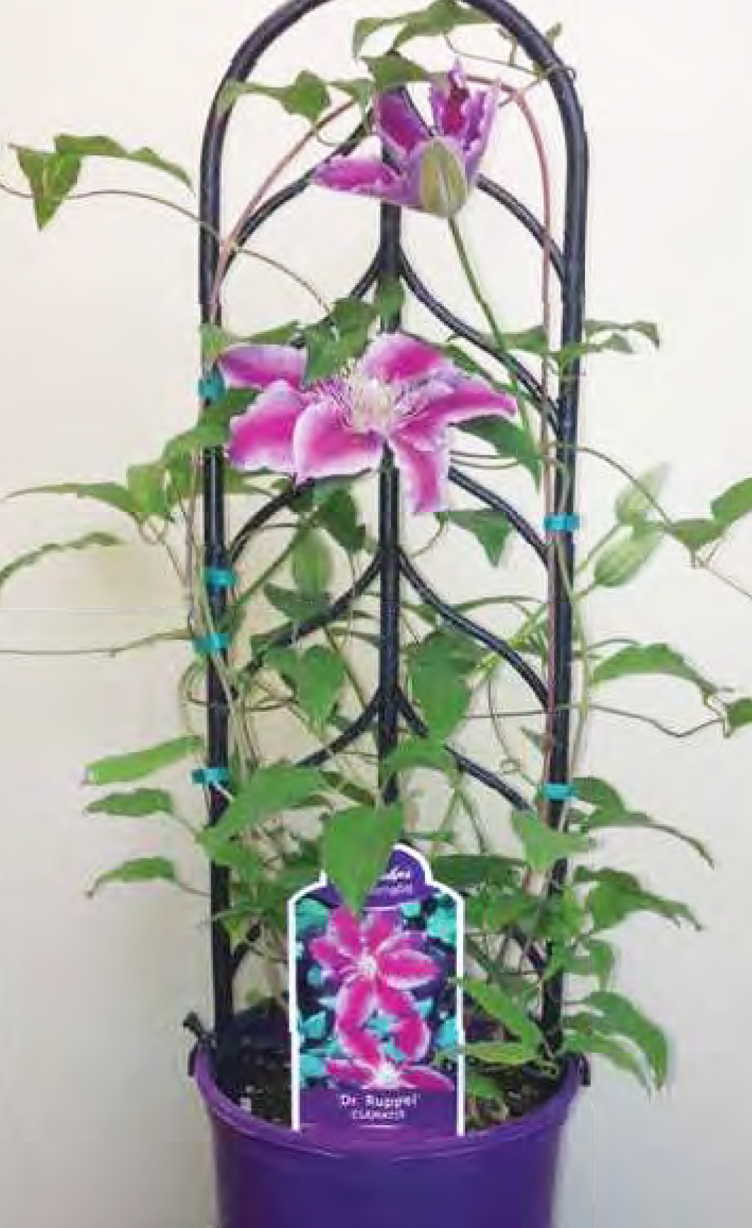 Donahue's Clematis #1 Container Finished Standard